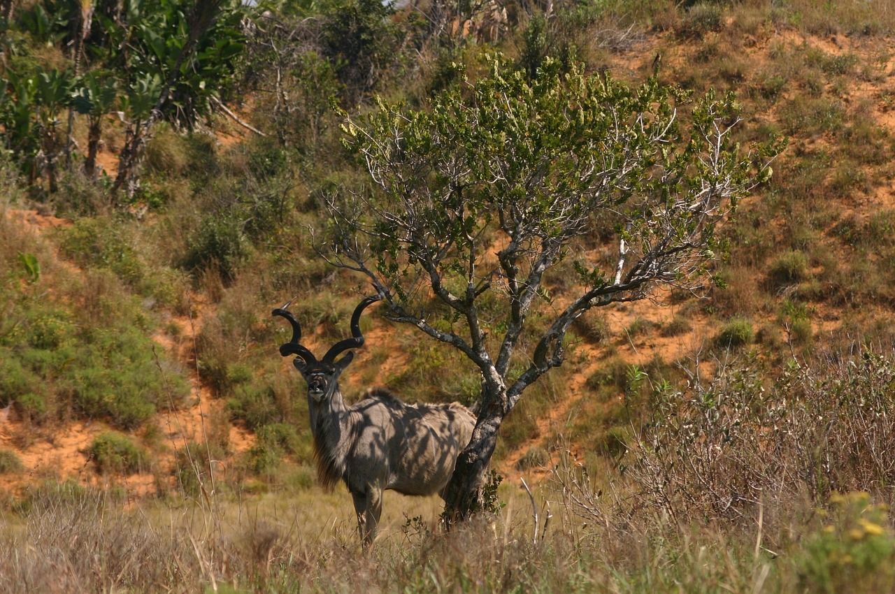 Kudu, Pietų Afrika, Gamta, Laukinė Gamta, Antilopė, Gyvūnas, Žinduolis, Tragelaphus, Safari, Laukiniai