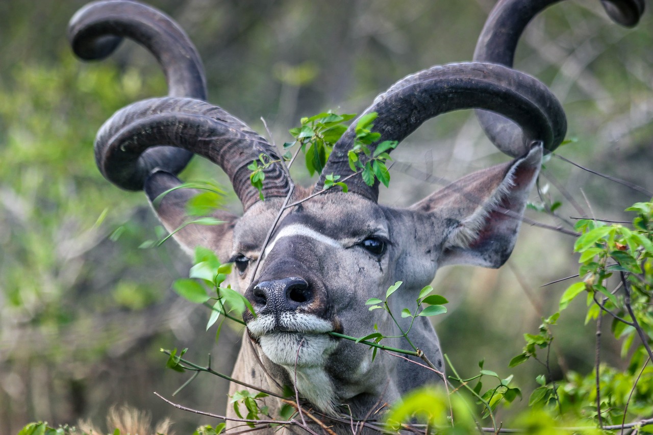 Kudu, Buck, Kruger, Rezervas, Nemokamos Nuotraukos,  Nemokama Licenzija
