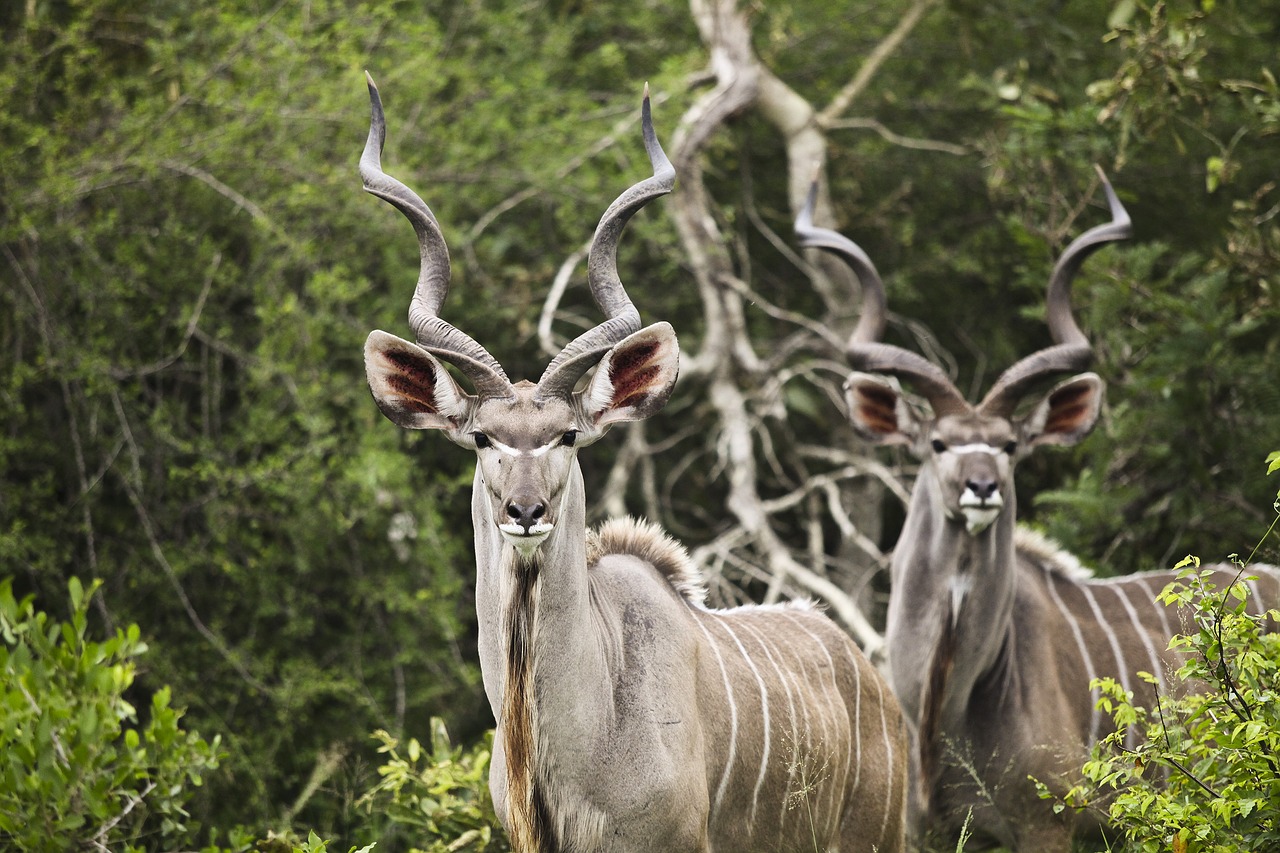 Kudu, Buck, Laukinė Gamta, Laukiniai, Afrika, Gyvūnai, Natūralus, Buveinė, Kruger Nacionalinis Parkas, Pietų Afrika