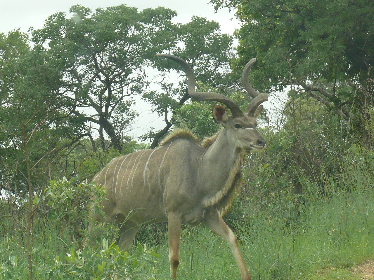 Kudu, Afrika, Gyvūnas, Žinduolis, Žolėdis, Patinas, Ragai, Laukiniai, Laukinė Gamta, Kruger Nacionalinis Parkas
