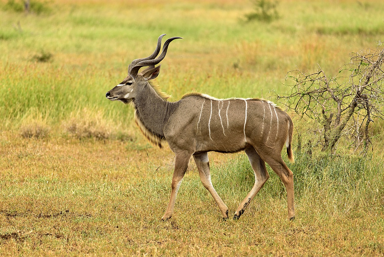 Kudu, Patinas, Juostelės, Elegantiškas, Laukinė Gamta, Antilopė, Gražus, Kelti, Nemokamos Nuotraukos,  Nemokama Licenzija