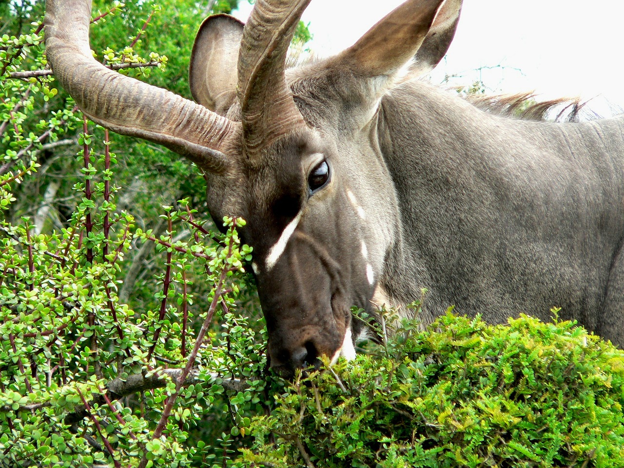 Kudu, Gyvūnas, Spyruoklė, Afrika, Valgyti, Žinduolis, Nemokamos Nuotraukos,  Nemokama Licenzija