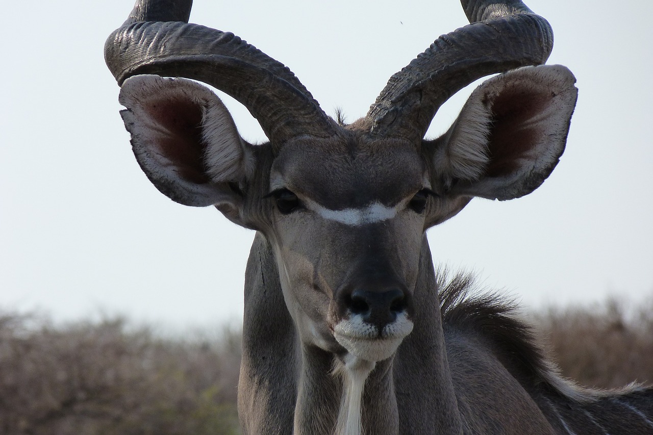 Kudu, Afrika, Laukinės Gamtos Fotografija, Nemokamos Nuotraukos,  Nemokama Licenzija