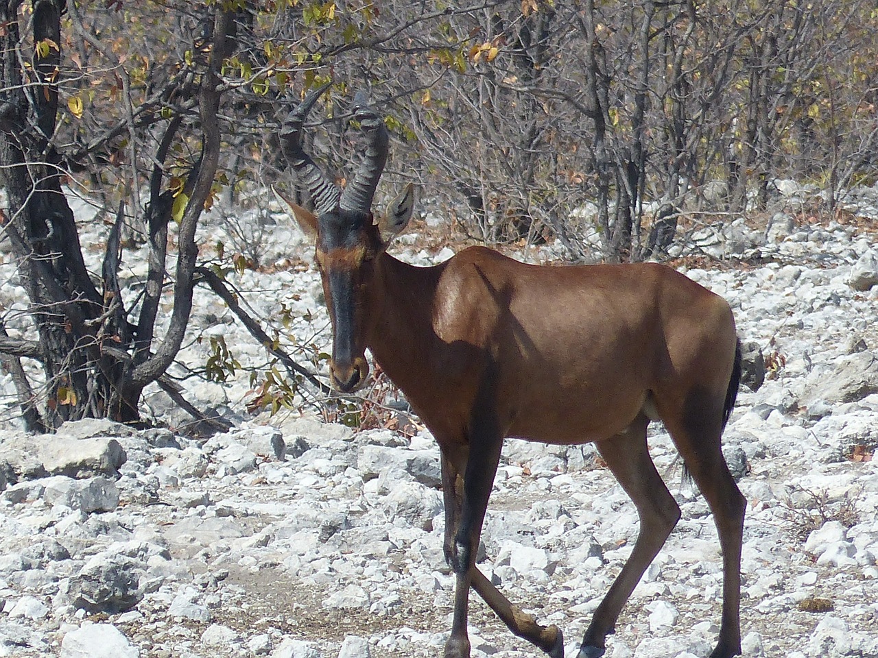 Kudu, Afrika, Safari, Etosha Nacionalinis Parkas, Gyvūnas, Žinduolis, Nemokamos Nuotraukos,  Nemokama Licenzija