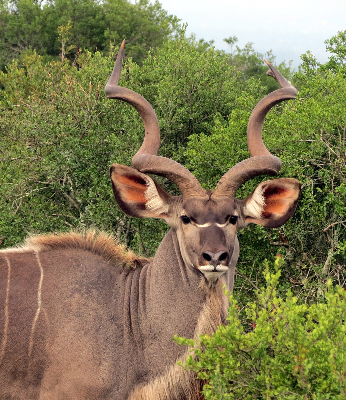 Kudu, Gyvūnas, Ragai, Pietų Afrika, Safari, Gamta, Žinduolis, Nemokamos Nuotraukos,  Nemokama Licenzija