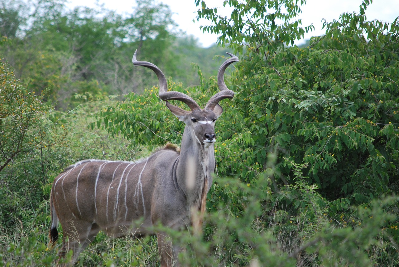 Kudu, Pietų Afrika, Gyvūnas, Kruger Parkas, Safari, Antilopė, Nemokamos Nuotraukos,  Nemokama Licenzija
