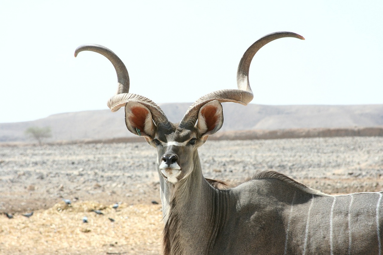 Kudu Antilope, Žinduolis, Laukinė Gamta, Antilopė, Laukiniai, Gamta, Ragai, Savana, Žaidimas, Nemokamos Nuotraukos