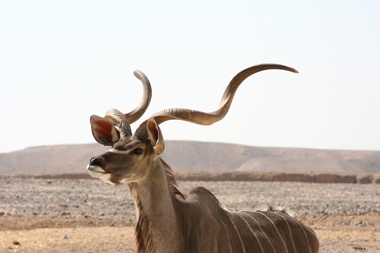 Kudu Antilope, Afrika, Laukinė Gamta, Gamta, Budrus, Patinas, Nemokamos Nuotraukos,  Nemokama Licenzija