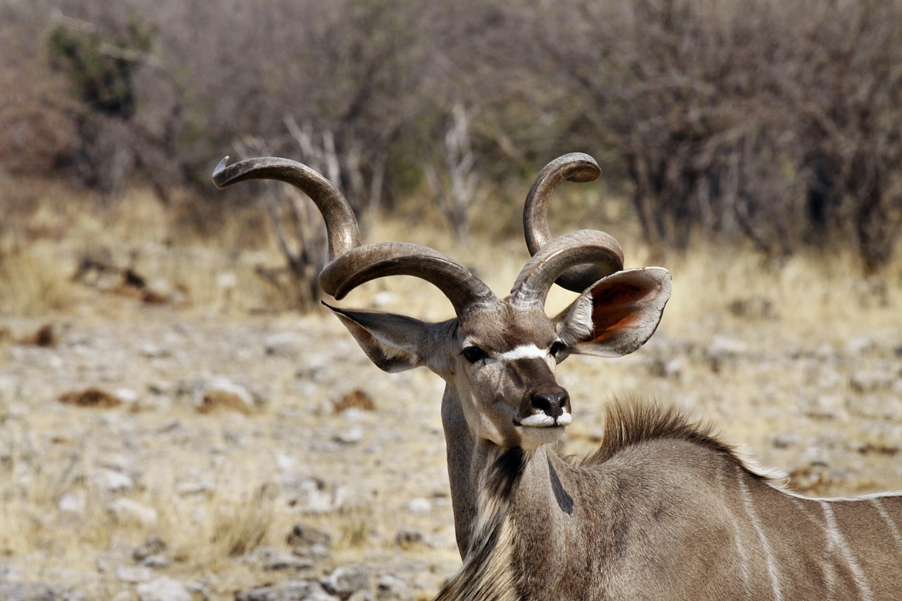 Kudu Buck, Antler, Namibija, Gyvūnas, Laukiniai Gyvi, Nemokamos Nuotraukos,  Nemokama Licenzija