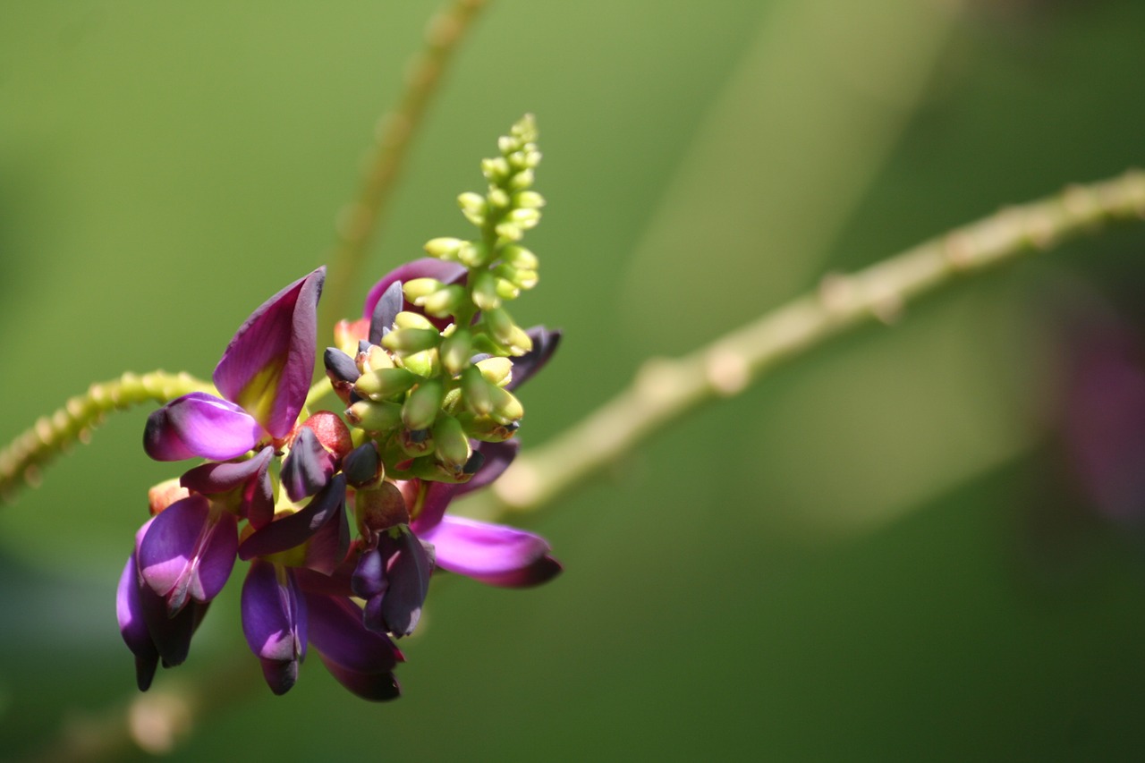 Kudzu Gėlė, Japanese Arroot, Violetinė, Gamta, Augalas, Flora, Žiedas, Gentis Pueraria, Nemokamos Nuotraukos,  Nemokama Licenzija