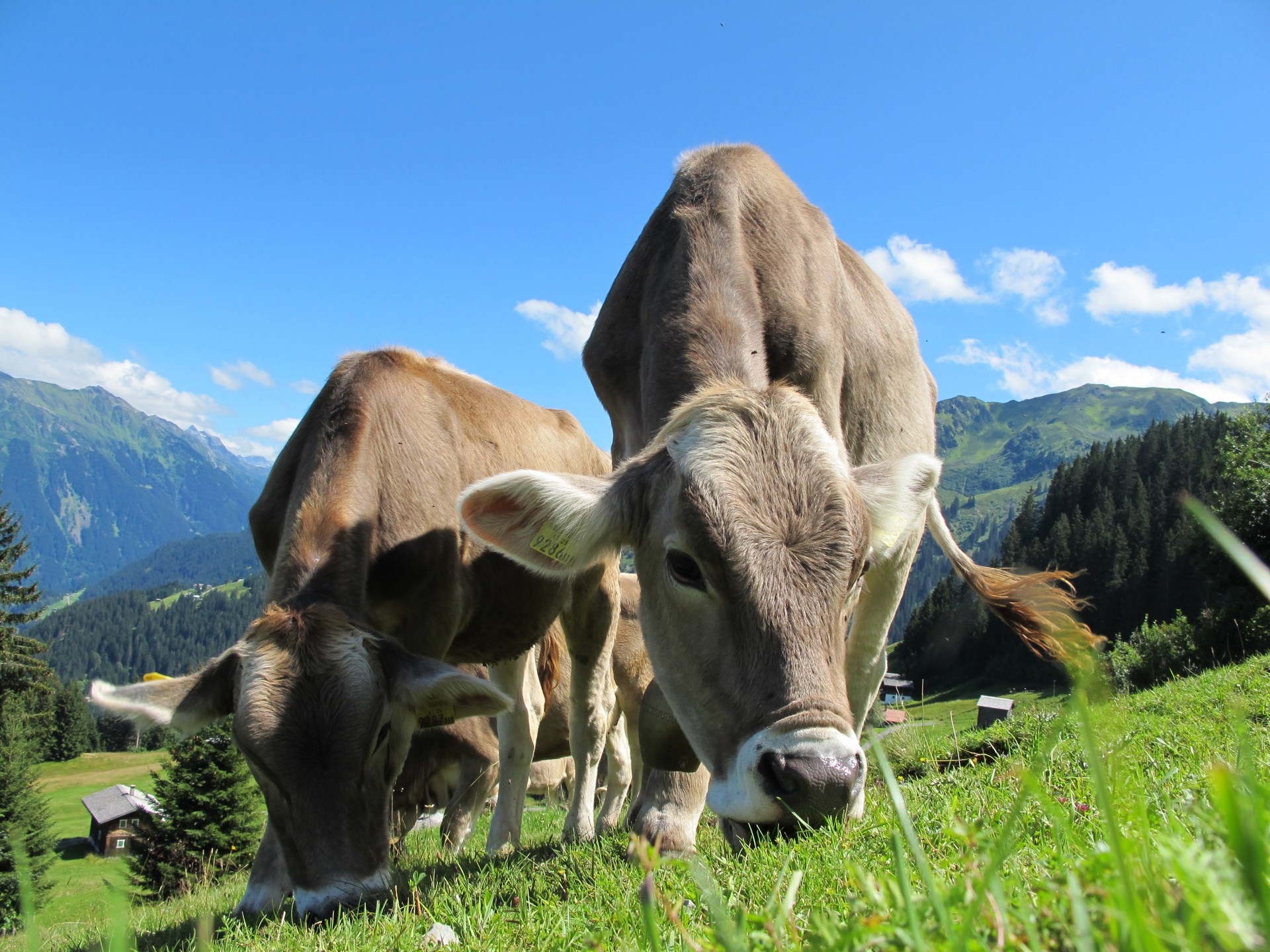 Karvės,  Karvė,  Ganykla,  Austria,  Mėlynas,  Dangus,  Kraštovaizdis,  Karvės Karvės Ganyklos Austrija, Nemokamos Nuotraukos,  Nemokama Licenzija