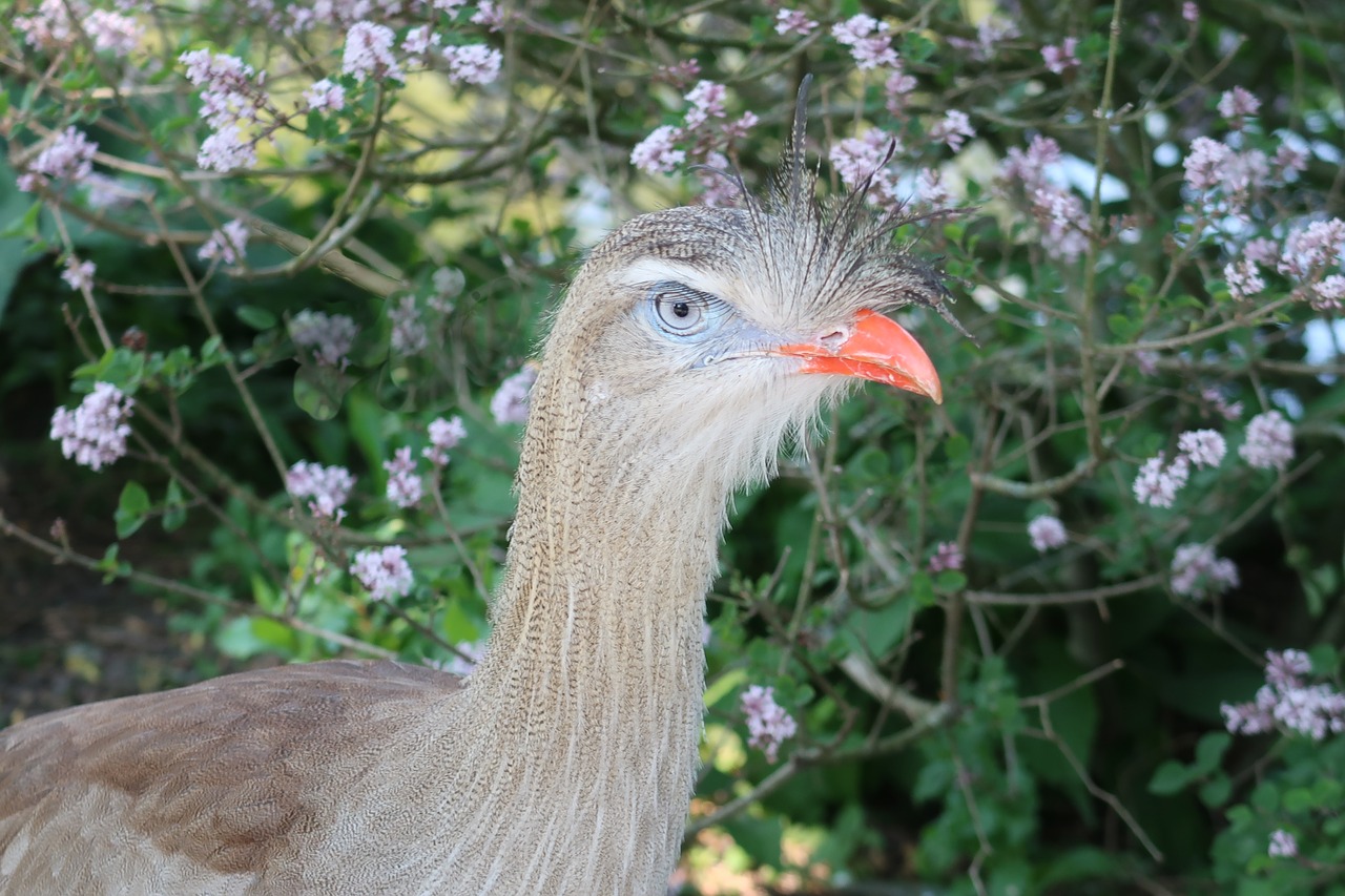 Kuifseriema,  Cariama Cristata,  Raudona Kojomis Seriema,  Paukštis,  Herbo,  Snapas, Nemokamos Nuotraukos,  Nemokama Licenzija