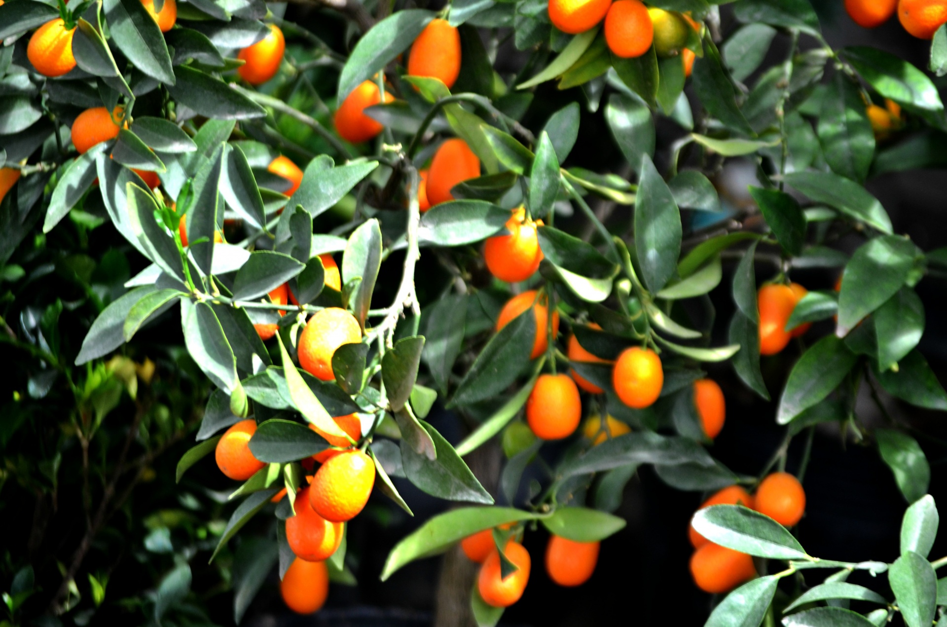 Maistas,  Citrusiniai,  Kumquat,  Oranžinė,  Rūgštus,  Mažas & Nbsp,  Krūmas,  Kumquat Krūmas, Nemokamos Nuotraukos,  Nemokama Licenzija