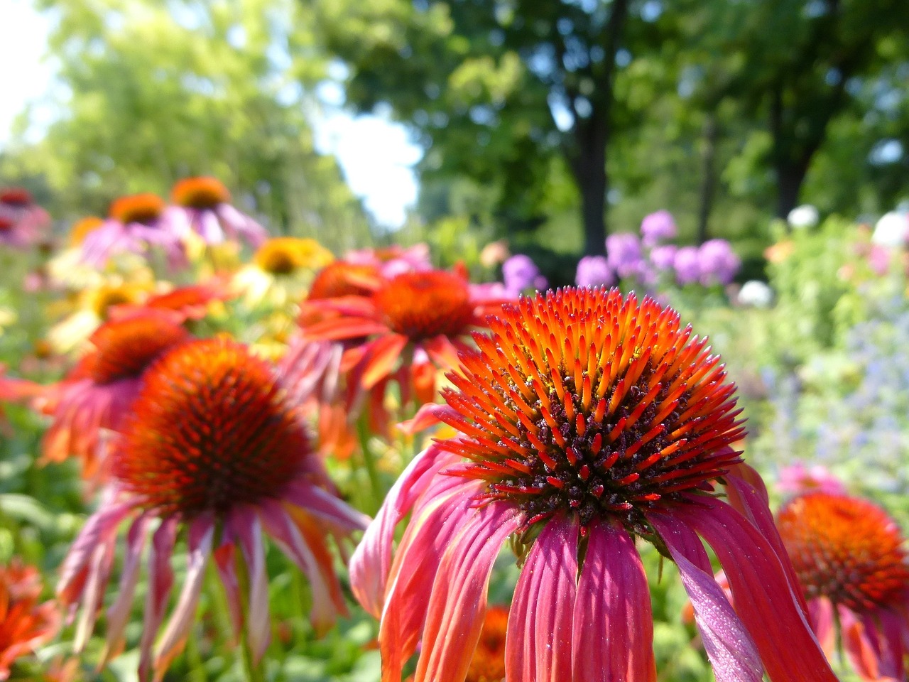 Kúpvirág, Echinacea, Spalvinga Gėlė, Dekoratyviniai Augalai, Gėlių Sodas, Vasara, Liepa, Nemokamos Nuotraukos,  Nemokama Licenzija