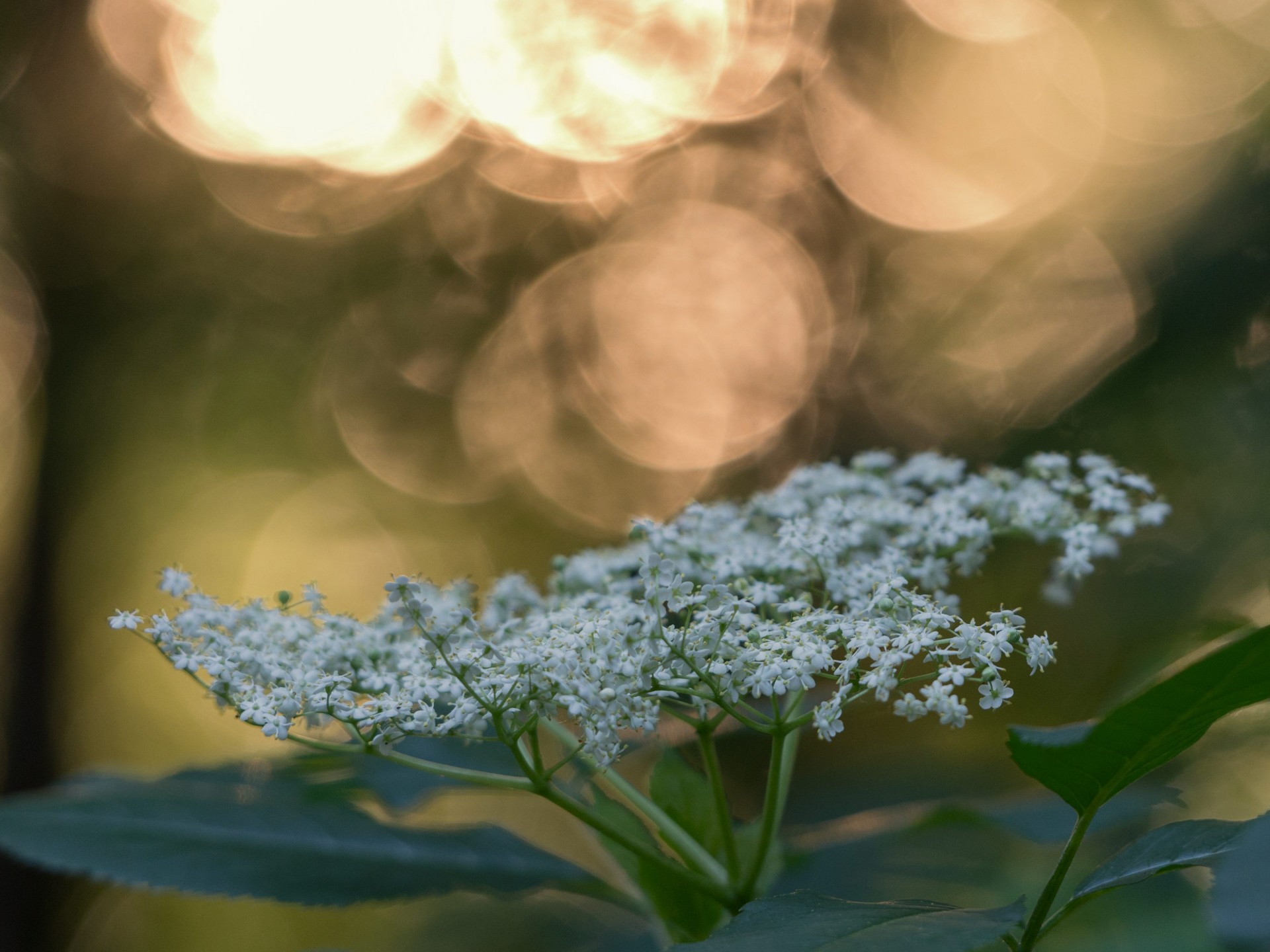 Gėlė,  Gamta,  Saulė,  Saulėlydis,  Vakaras,  Balta,  Žalias,  Lapai,  Bokeh,  Gėlė Saulėlydyje