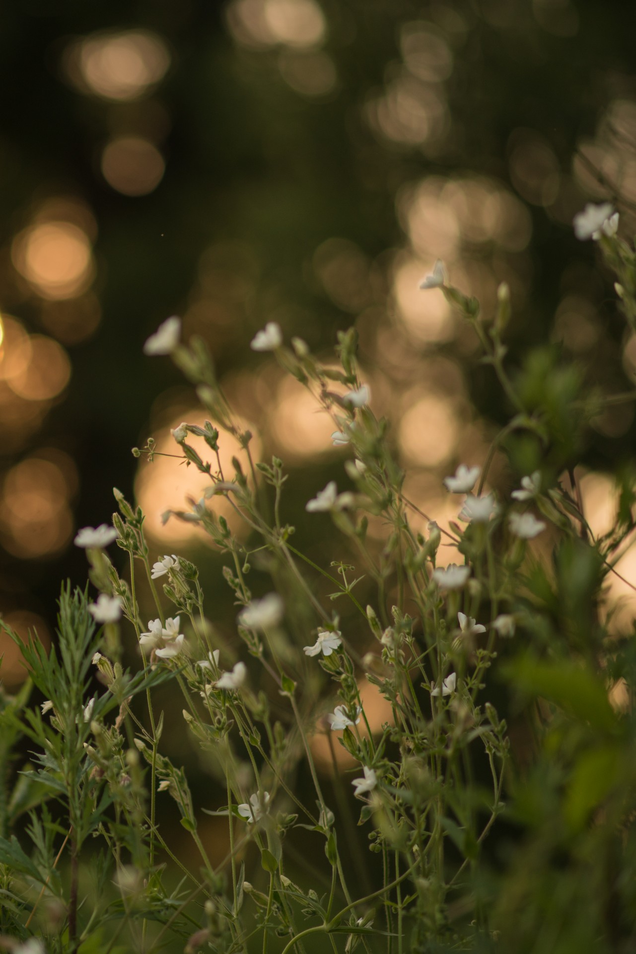 Saulėlydis,  Vasara,  Gėlės,  Bokeh,  Gamta,  Gyvenimas,  Gėlės Saulėlydyje, Nemokamos Nuotraukos,  Nemokama Licenzija