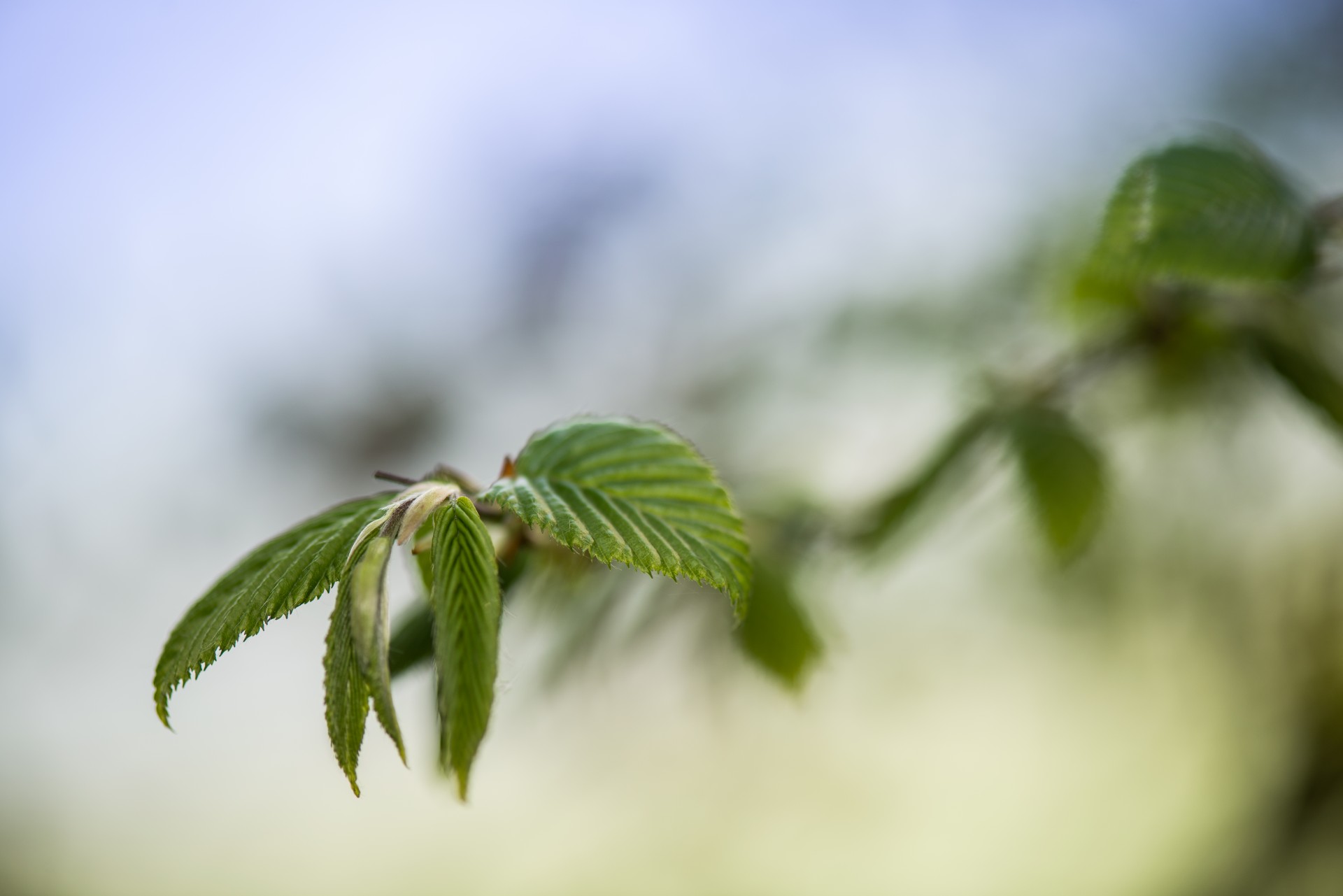 Pavasaris,  Gėlė,  Bokeh,  Žydėjimas,  Augalas & Nbsp,  Gyvenimas,  Išsamiai,  Makro,  Fonas,  Neryškus