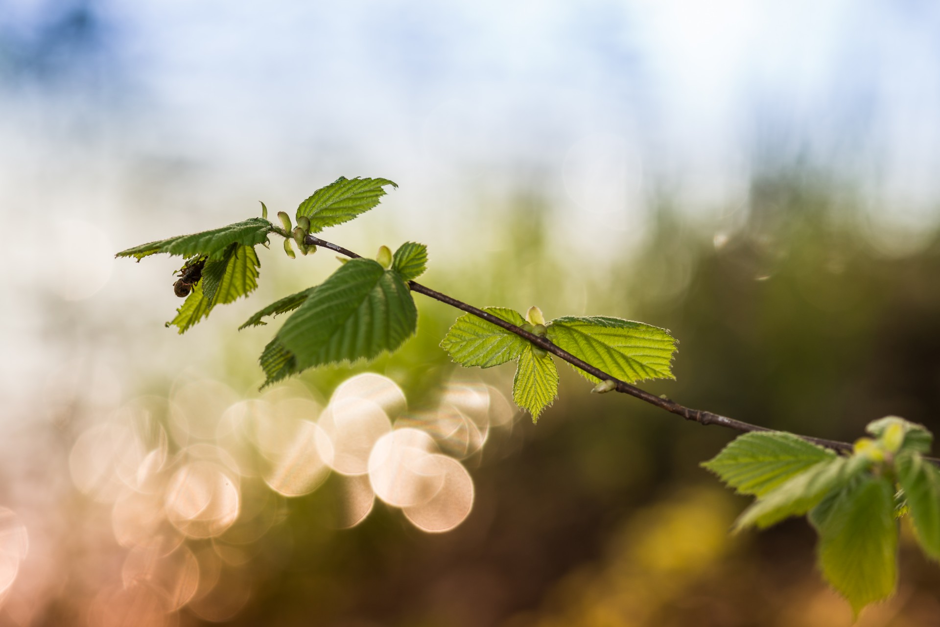 Pavasaris,  Gėlė,  Bokeh,  Žydėjimas,  Augalas & Nbsp,  Gyvenimas,  Išsamiai,  Makro,  Fonas,  Neryškus