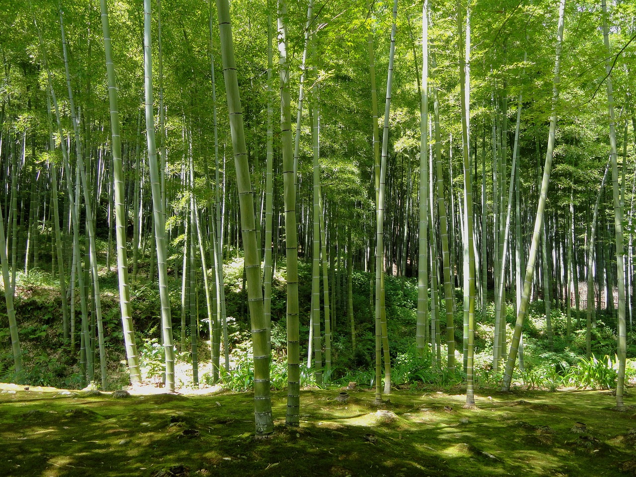 Kyoto, Japonija, Bambukas, Miškas, Medžiai, Miškai, Gamta, Lauke, Vasara, Pavasaris