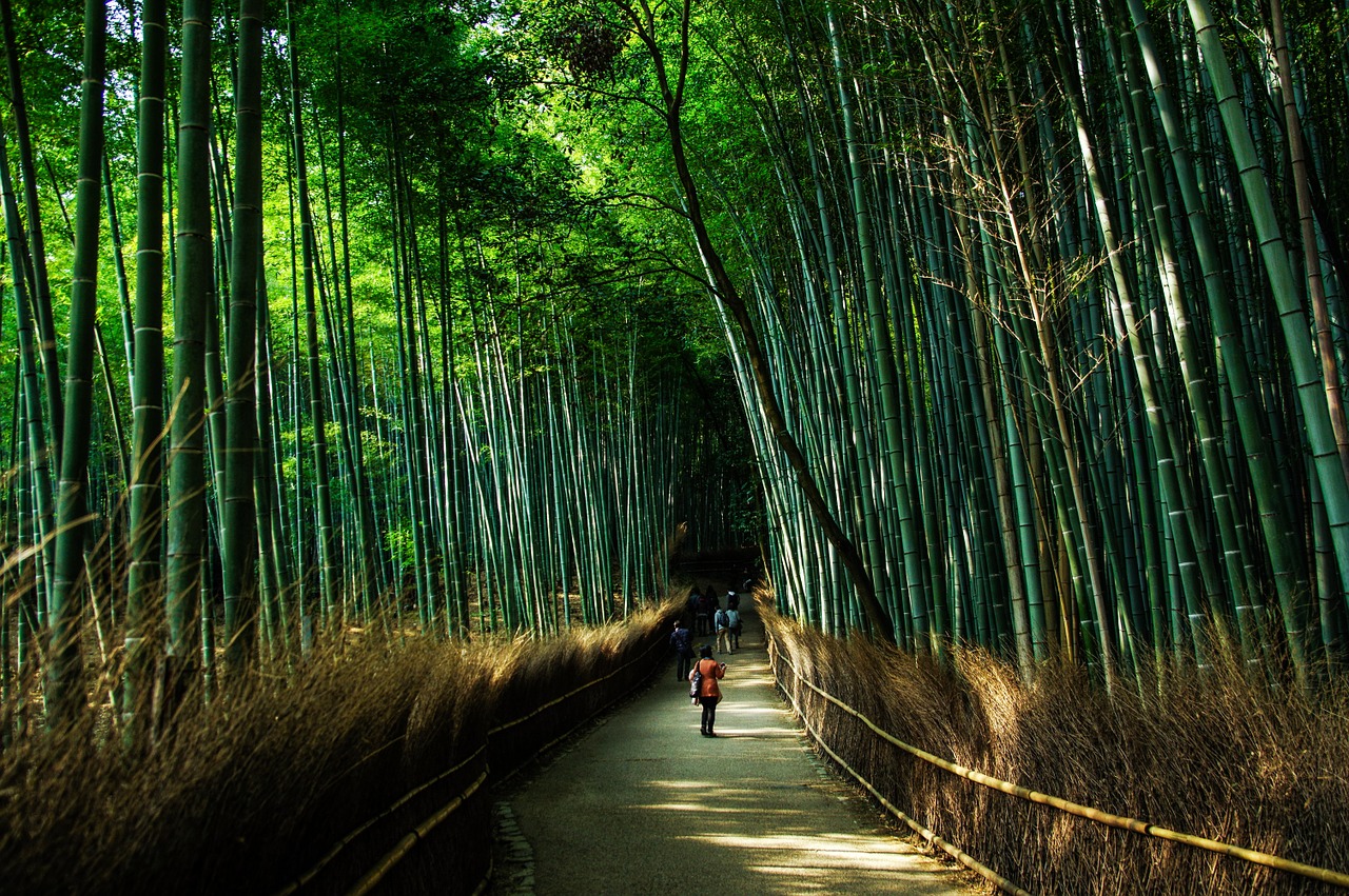 Kyoto, Japonija, Natūralus, Bambukas, Žalias, Bambuko Miškas, Kai Kurie Skonio, Nemokamos Nuotraukos,  Nemokama Licenzija