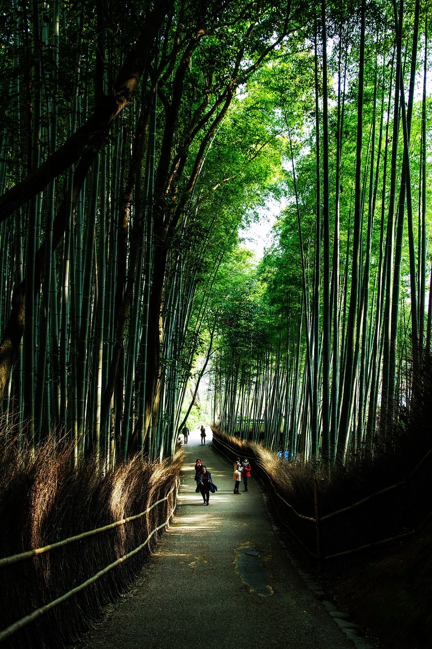 Kyoto, Japonija, Natūralus, Bambukas, Žalias, Bambuko Miškas, Kai Kurie Skonio, Nemokamos Nuotraukos,  Nemokama Licenzija
