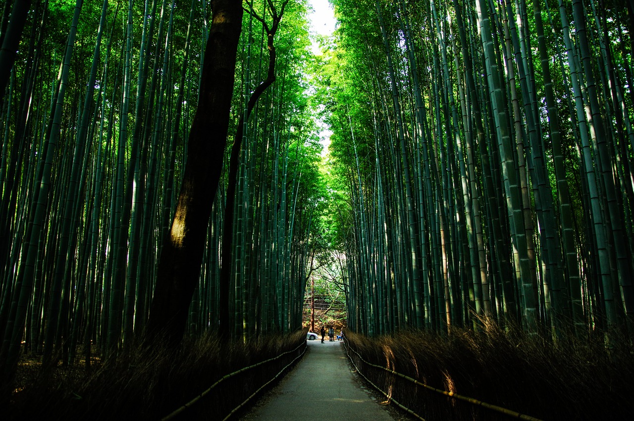 Kyoto, Japonija, Natūralus, Bambukas, Žalias, Bambuko Miškas, Kai Kurie Skonio, Japanese, Nemokamos Nuotraukos,  Nemokama Licenzija