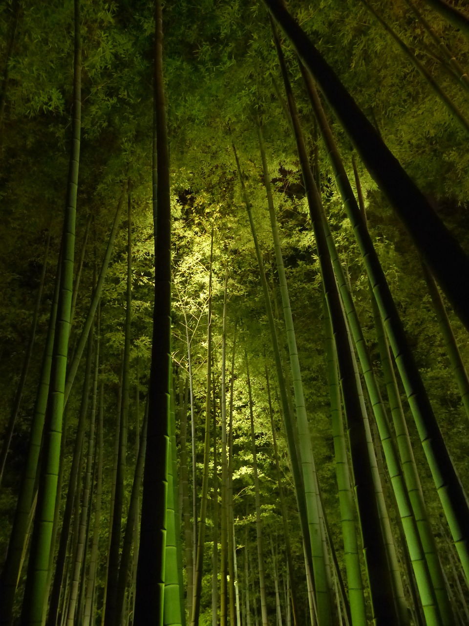 Bambuko Miškas, Kyoto, Kodai-Ji Šventykla, Žalia Šviesa, Tamsa, Naktis, Nemokamos Nuotraukos,  Nemokama Licenzija