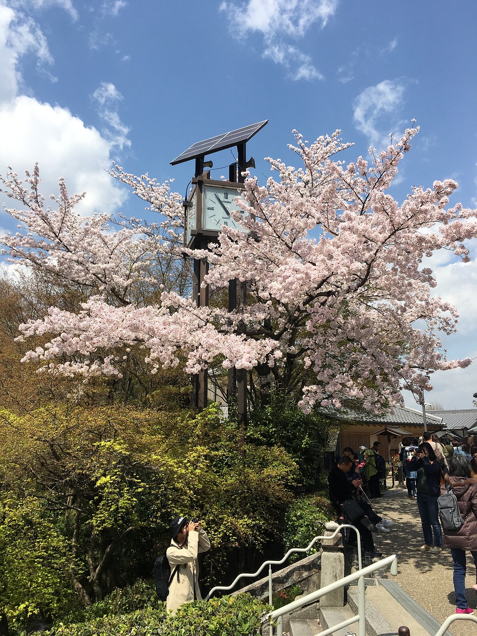 Kyoto, Kiyomizu, Vyšnių Žiedas, Nemokamos Nuotraukos,  Nemokama Licenzija