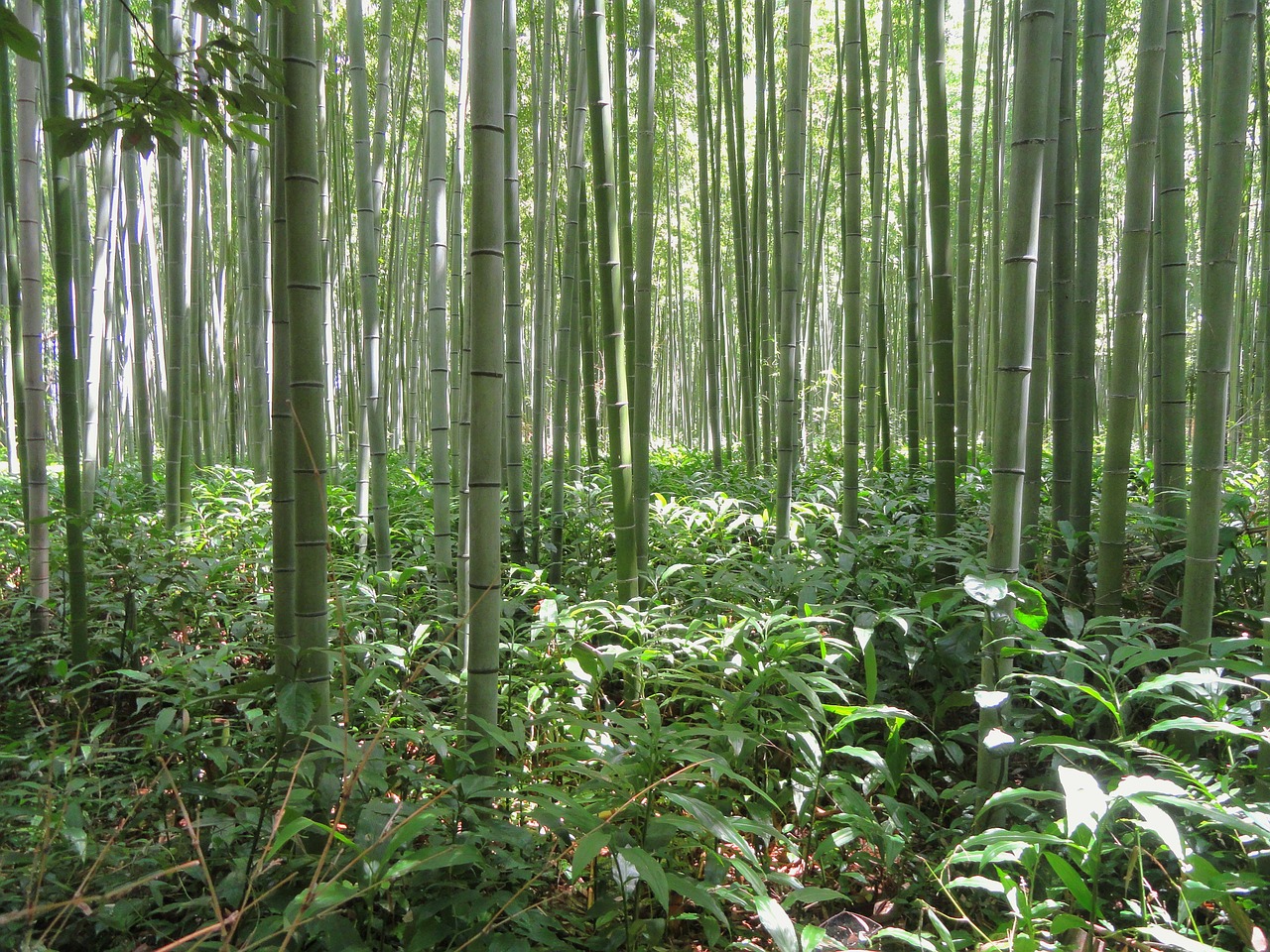 Kyoto, Japonija, Bambukas, Bambuko Miškas, Augalas, Medžiai, Žolė, Augalai, Gamta, Lauke