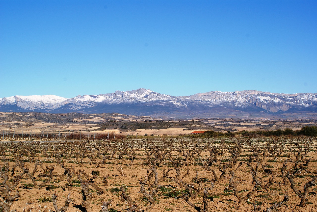 La Rioja, Logroño, Vynuogynai, Žiema, Nemokamos Nuotraukos,  Nemokama Licenzija