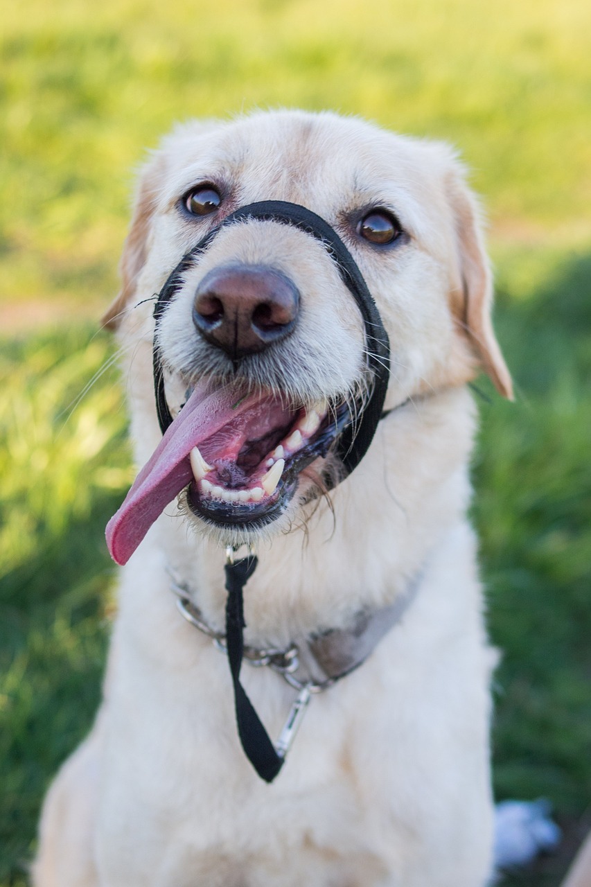 Labradoodle, Šuo, Labradoras, Snukis, Haltie, Dantys, Šunų Dantys, Mongrelis, Mišri Veislė, Naminis Gyvūnėlis