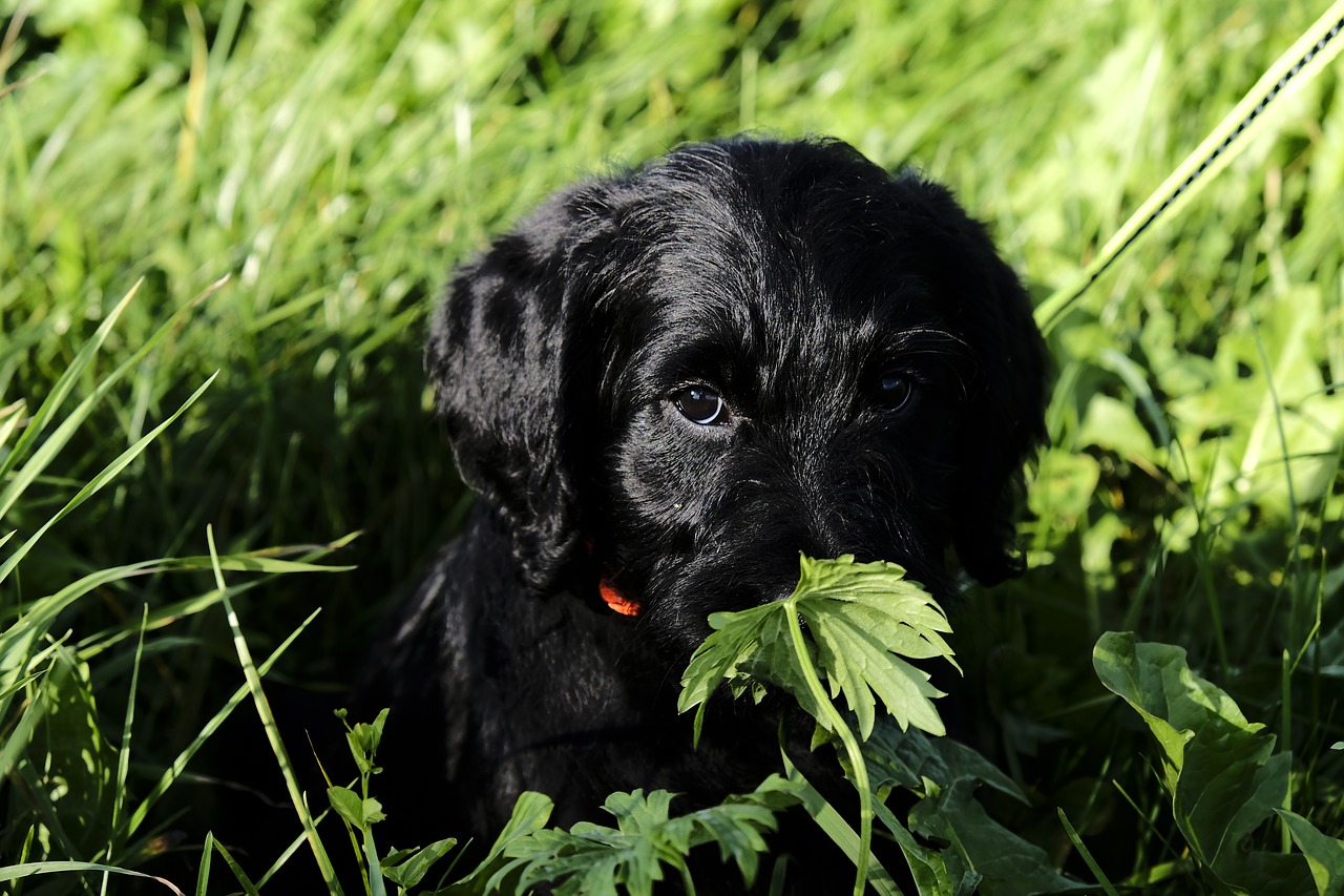 Labradoodle, Labradoras, Karaliaus Pudelis, Šuo, Šuniukas, Kūdikis, Jaunas, Naminis Gyvūnėlis, Juoda, Kailis