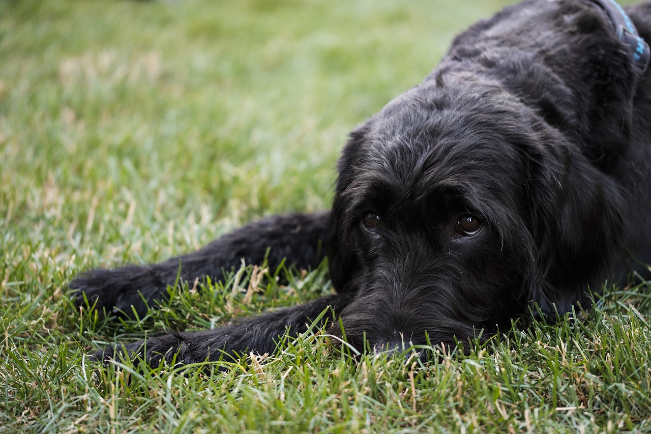 Labradoodle,  Cvergšnauceris,  Riesenschnauzer,  Labradoro,  Karalius Pudelis,  Hibridinių,  Šuo,  Augintinė,  Juodas, Nemokamos Nuotraukos