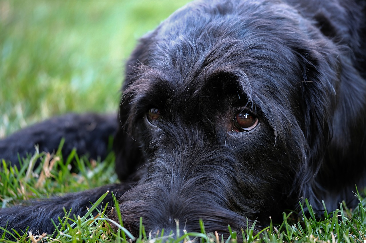 Labradoodle,  Cvergšnauceris,  Riesenschnauzer,  Labradoro,  Karalius Pudelis,  Hibridinių,  Šuo,  Augintinė,  Juodas, Nemokamos Nuotraukos