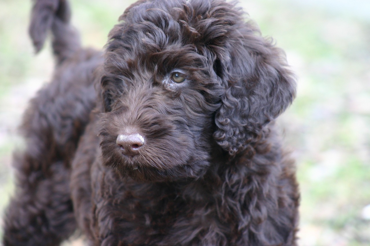 Labradoodle, Šuo, Lenktynės, Naminis Gyvūnėlis, Šunys, Ruda, Nemokamos Nuotraukos,  Nemokama Licenzija