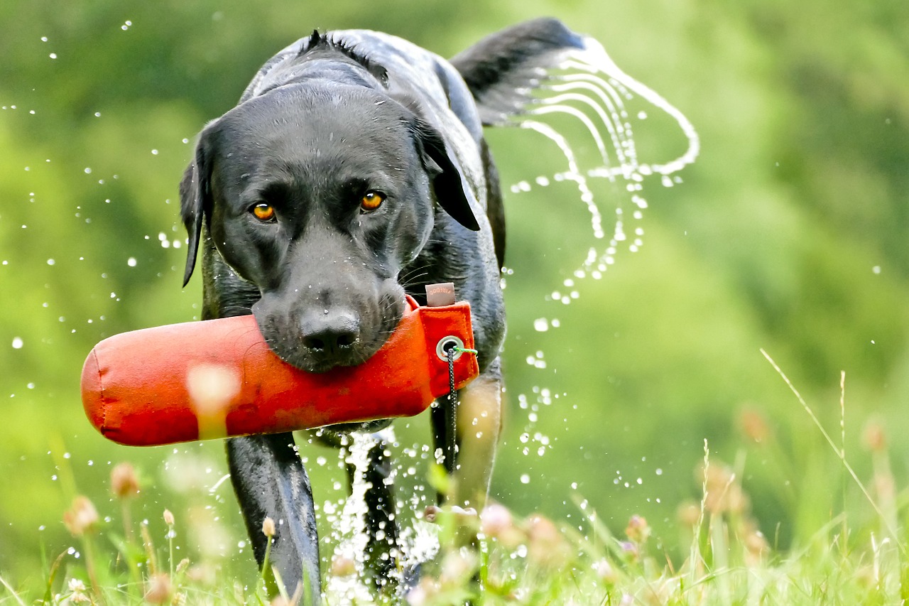 Labradoras, Šuo, Retriveris, Paimti, Dummytraining, Nemokamos Nuotraukos,  Nemokama Licenzija