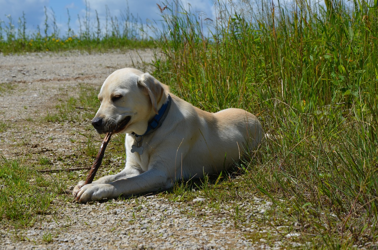 Labradoras, Retriveris, Šuo, Stick, Gyvūnas, Nemokamos Nuotraukos,  Nemokama Licenzija