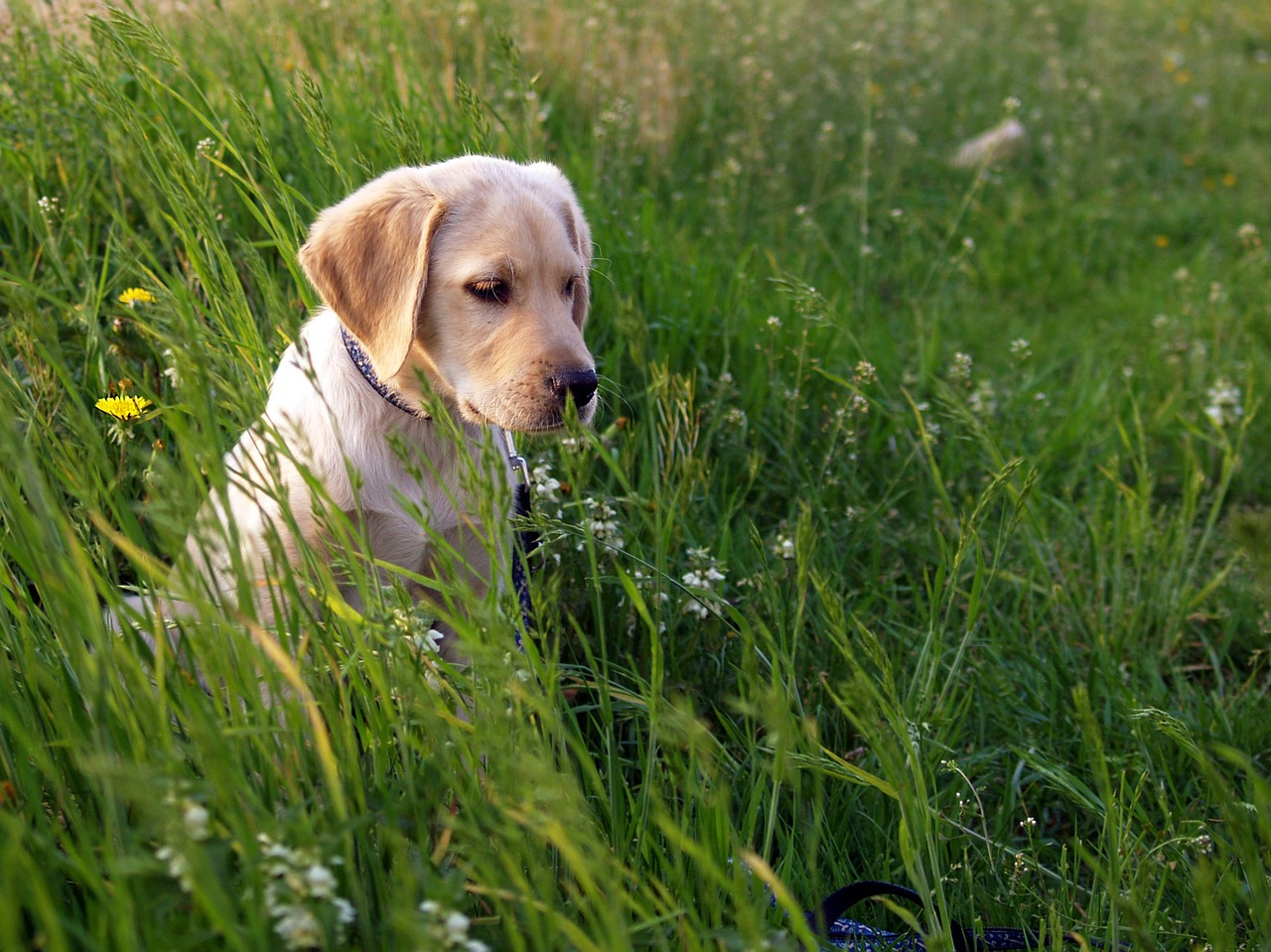 Labradoras, Šuniukas, Pieva, Šuo, Šuo Pievoje, Nemokamos Nuotraukos,  Nemokama Licenzija