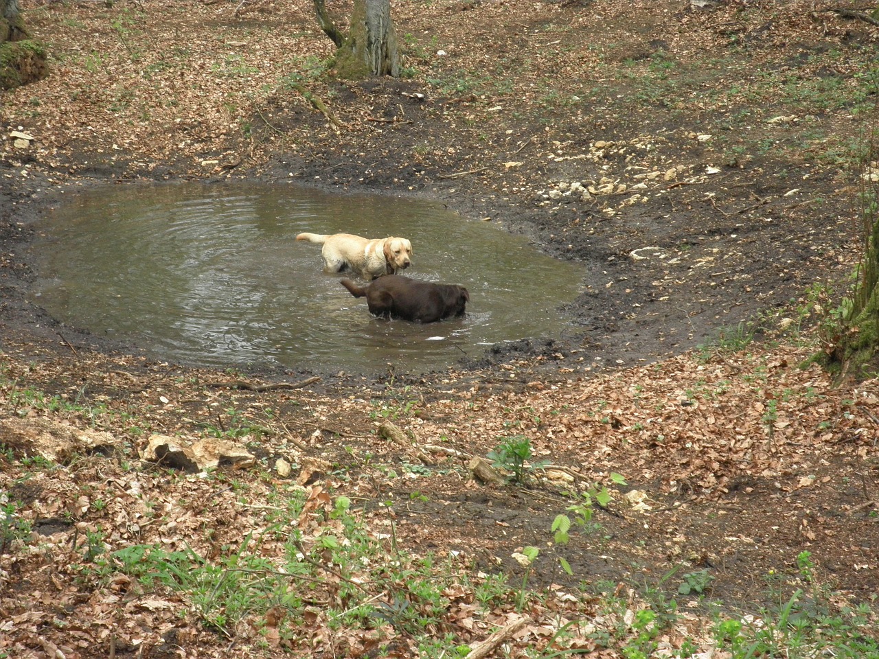 Labradoras, Retriveris, Šernas, Nemokamos Nuotraukos,  Nemokama Licenzija