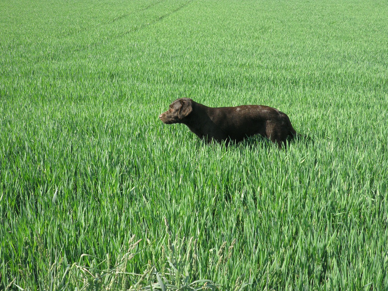 Labradoras, Šokoladas, Pieva, Nemokamos Nuotraukos,  Nemokama Licenzija