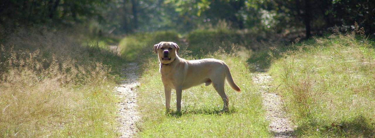 Labradoras, Retriveris, Šviesiaplaukis, Šuo, Miškas, Nemokamos Nuotraukos,  Nemokama Licenzija