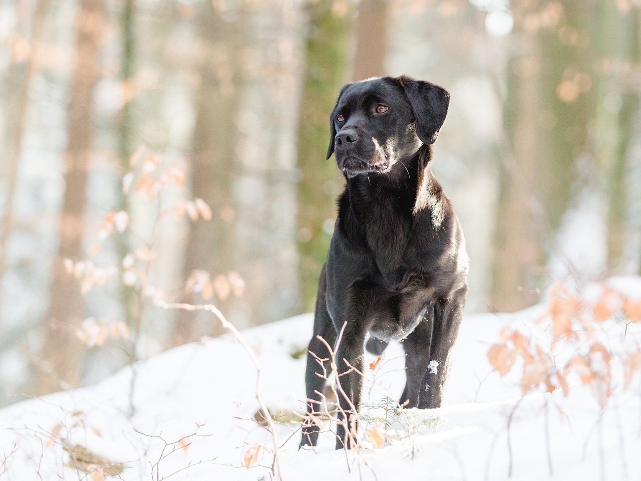 Labradoras, Gamta, Paklusnumas, Gyvūninės Fotografijos, Out, Miškas, Linksma, Hundeportrait, Grynaveislis Šuo, Portretas