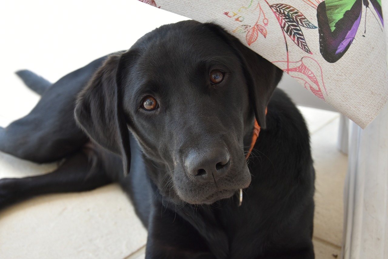 Labradoras, Šuo, Gyvūnas, Mielas, Šunys, Canidae, Gyvūnai, Šuniukas, Juodas Labradaras, Labradoro Retriveris