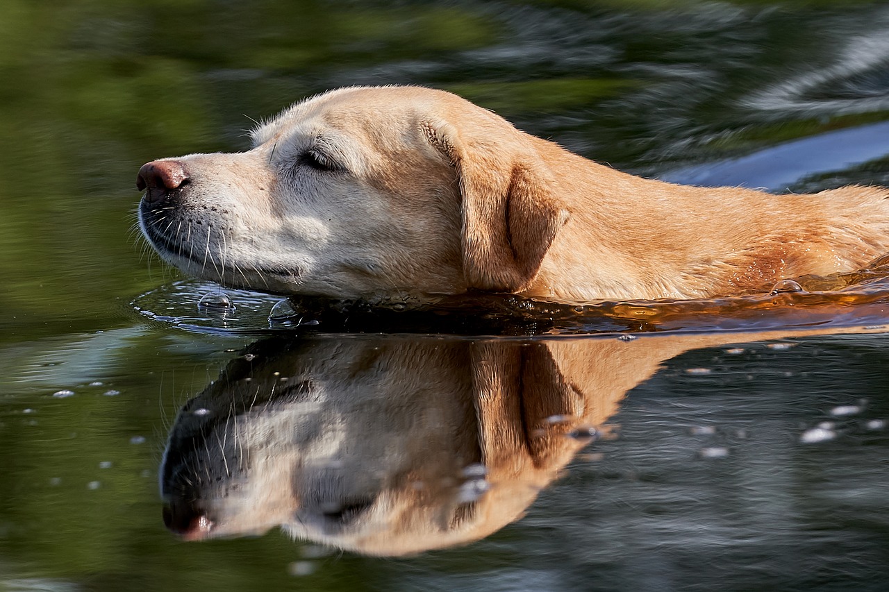 Labradoras, Vanduo, Veidrodis, Nemokamos Nuotraukos,  Nemokama Licenzija