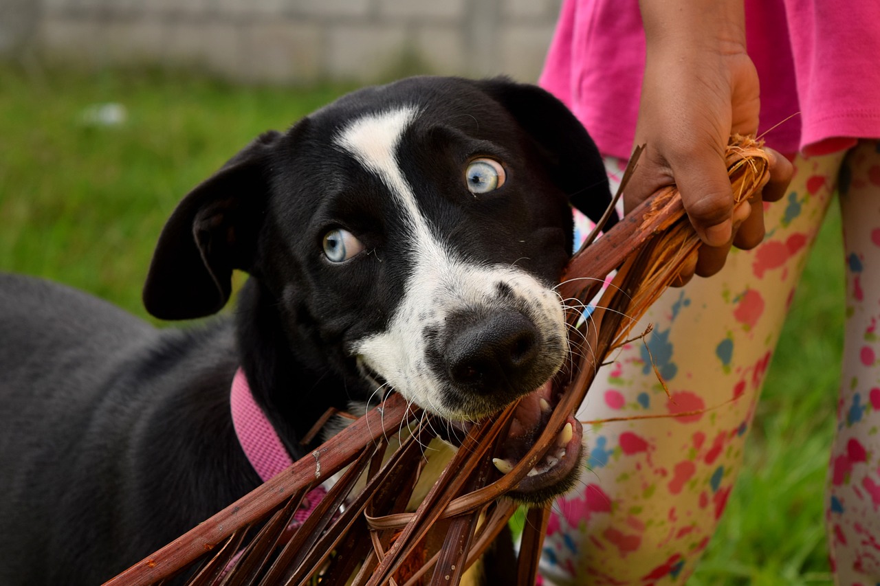 Labradoras, Šunys, Naminis Gyvūnėlis, Gyvūnas, Gyvūnai, Nemokamos Nuotraukos,  Nemokama Licenzija