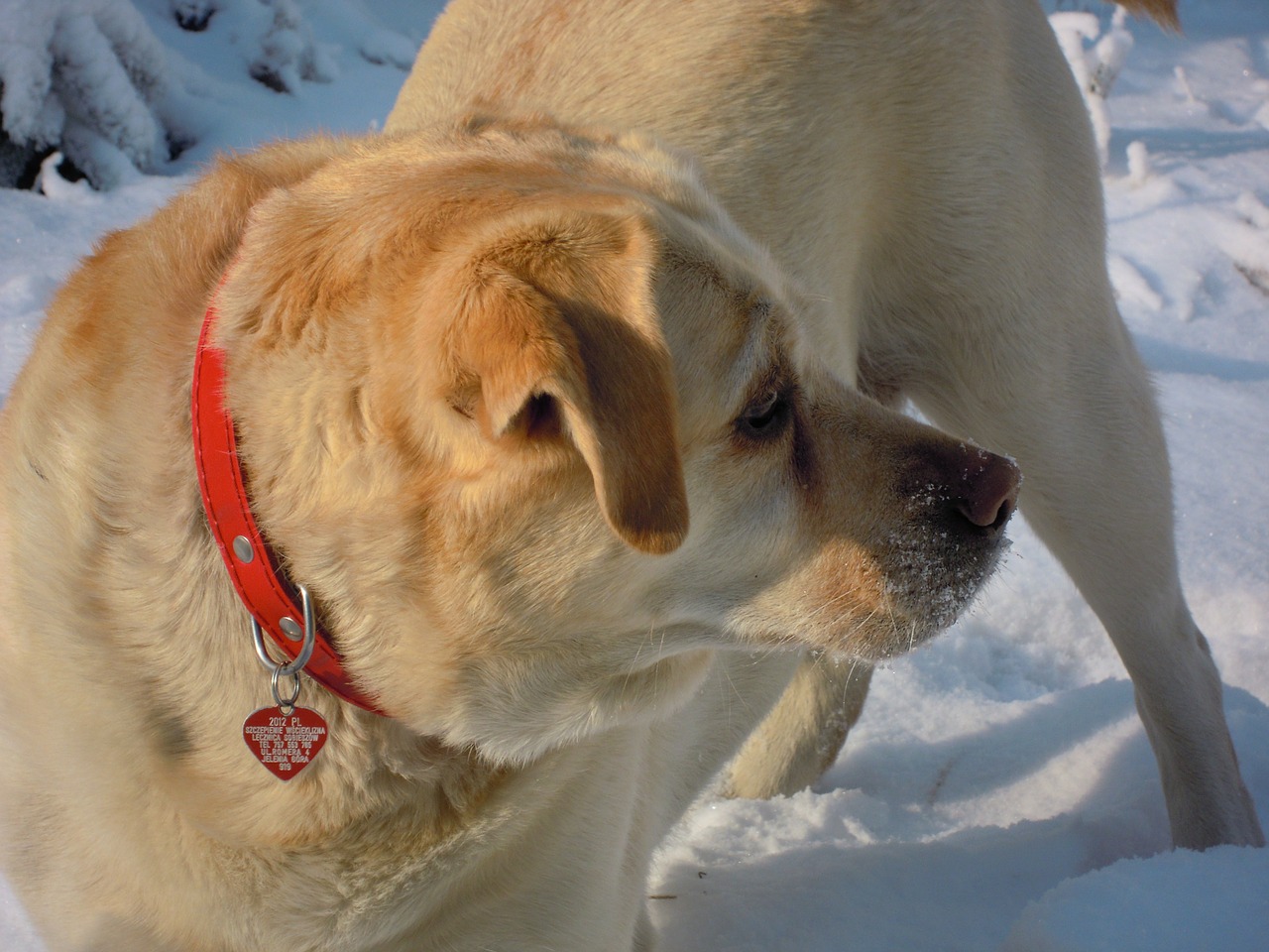 Labradoras, Šuo, Žiema, Nemokamos Nuotraukos,  Nemokama Licenzija