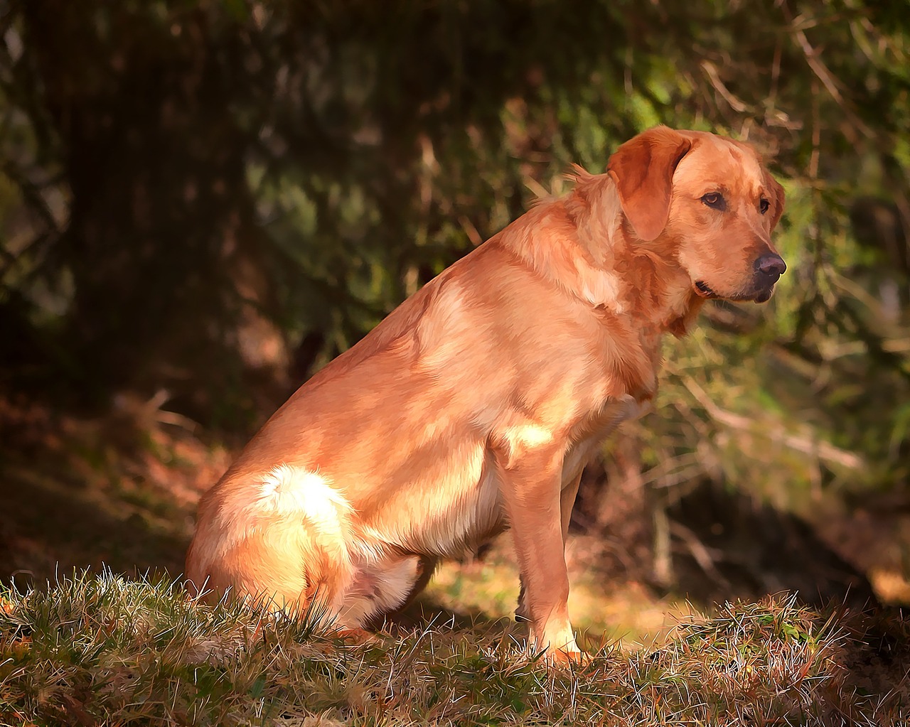 Labradoras, Šuo, Gyvūnas, Naminis Gyvūnėlis, Out, Gamta, Dažymas, Skaitmeninė Tapyba, Nemokamos Nuotraukos,  Nemokama Licenzija