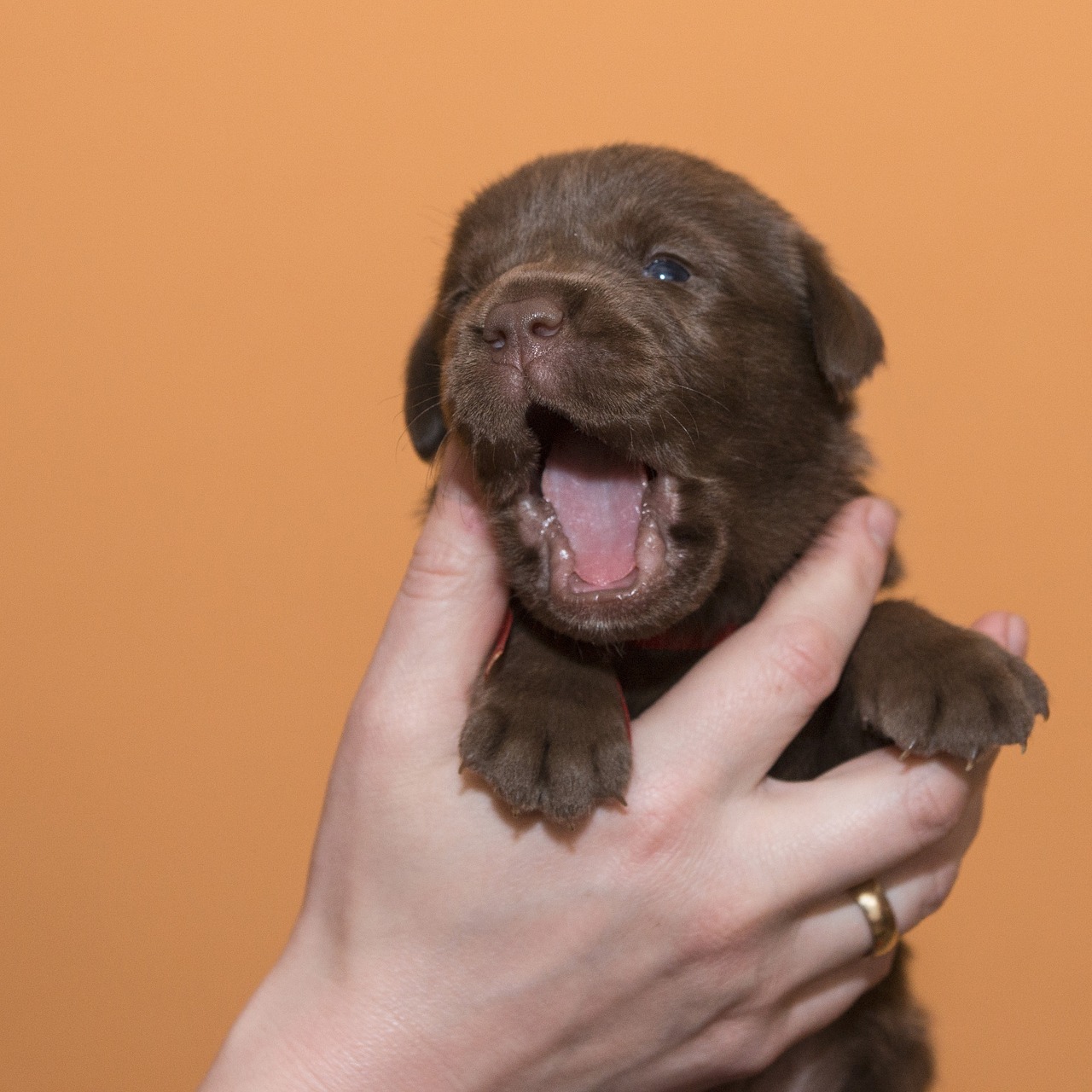 Labradoras,  Šuo,  Naminis Gyvūnėlis,  Šokoladas, Nemokamos Nuotraukos,  Nemokama Licenzija