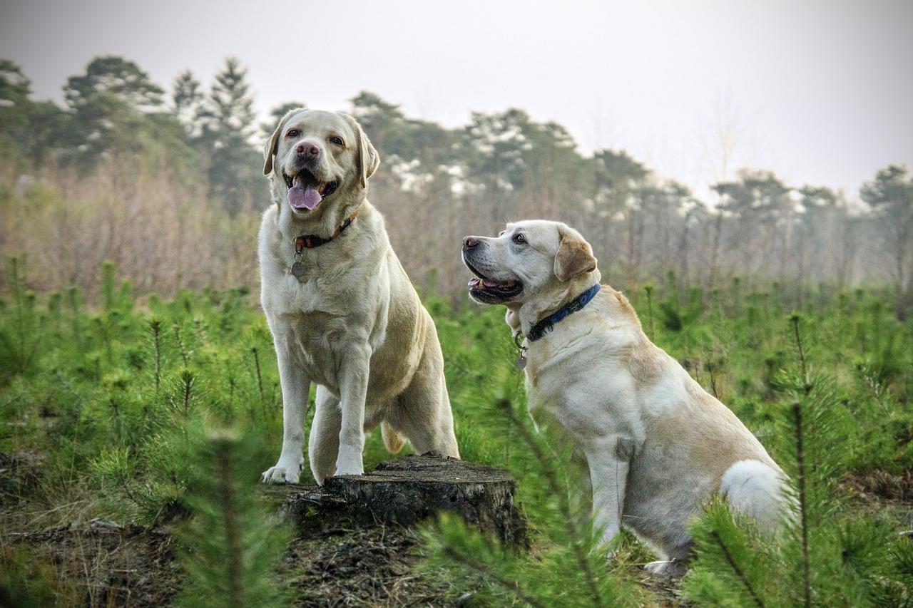 Labradoras,  Veislė,  Šunys,  Gyvūnas,  Gyvūnai, Nemokamos Nuotraukos,  Nemokama Licenzija