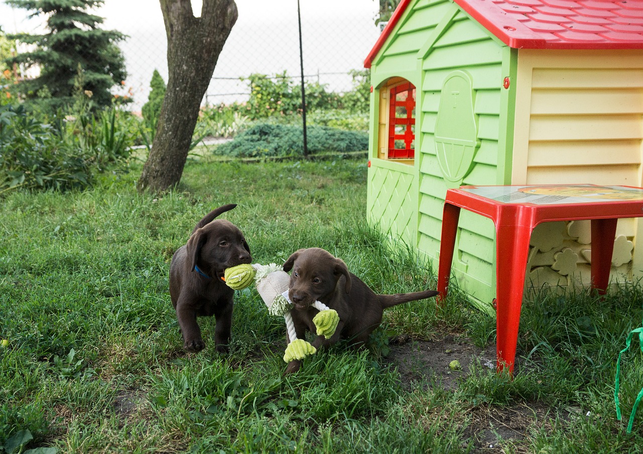 Labradoras,  Šokoladas,  Šuniukas, Nemokamos Nuotraukos,  Nemokama Licenzija